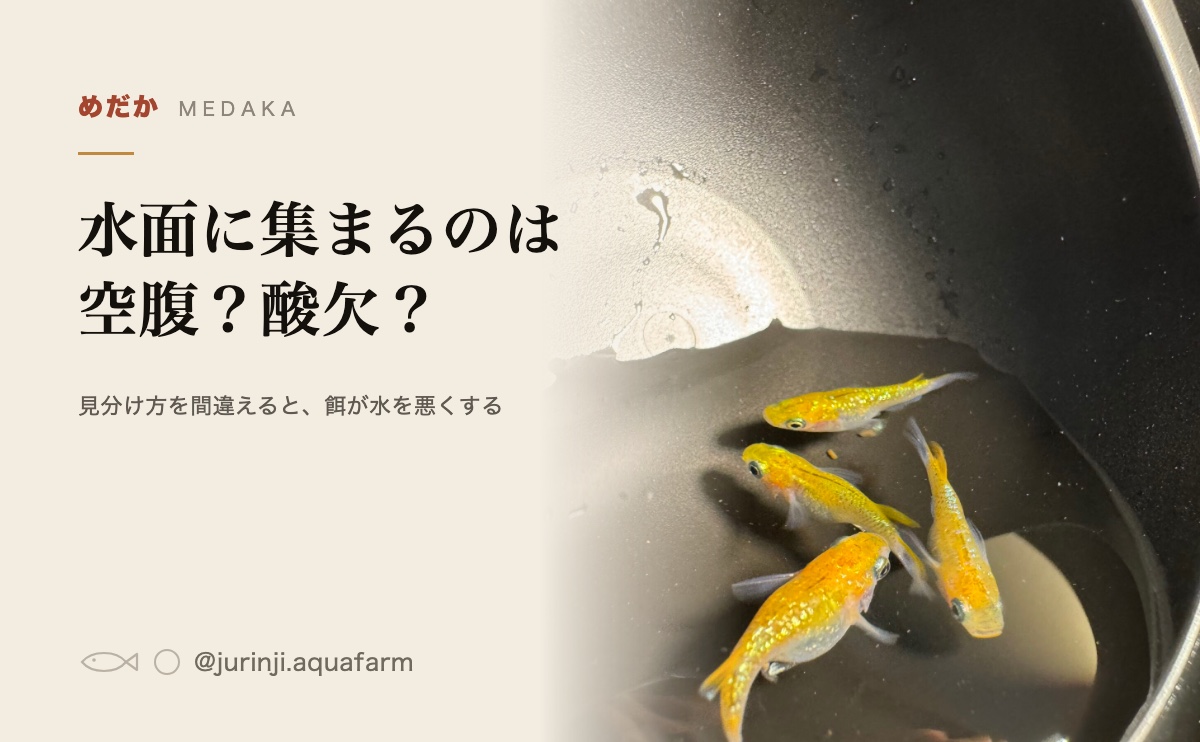 黒い容器の水面近くに集まったメダカ