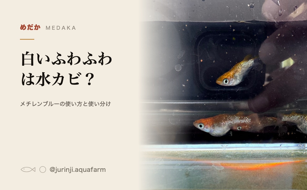 観察ケースの中のメダカ。体表の様子を横から確かめる