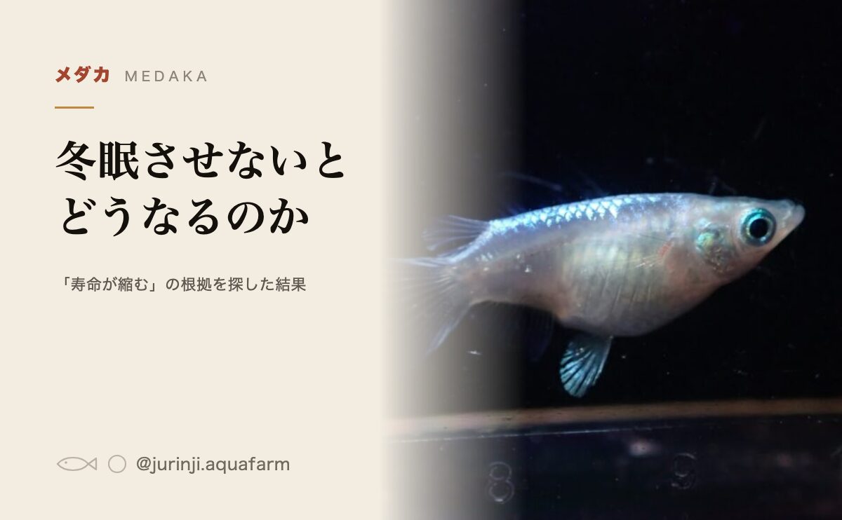 メダカを冬眠させないとどうなるか。加温飼育で分かっていること
