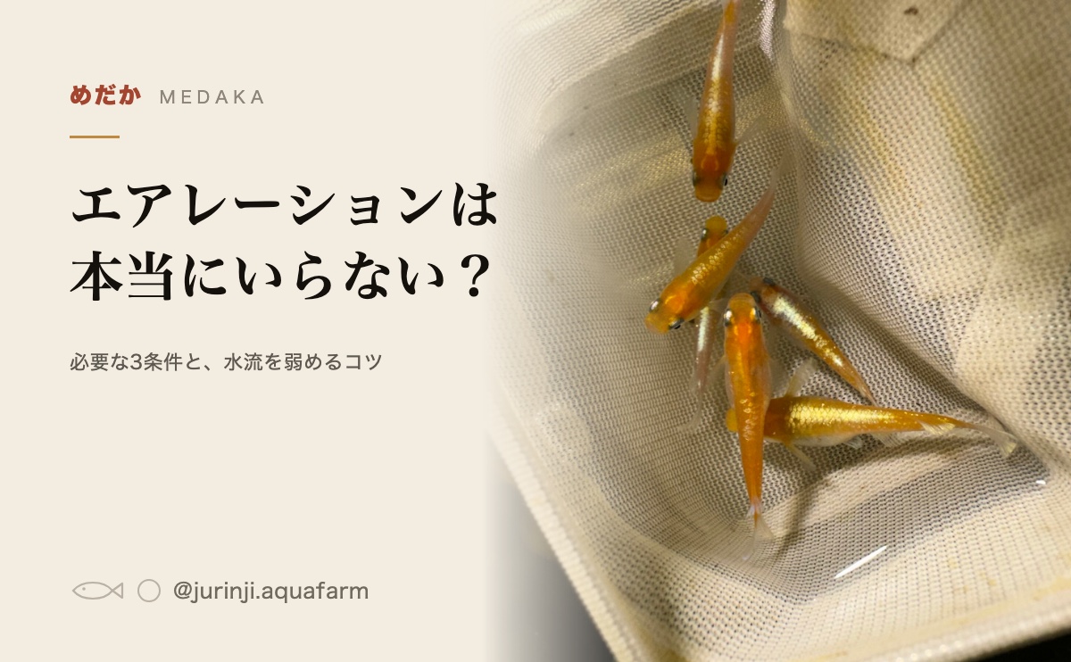 白い容器に移したメダカ。水面が浅く、動きが見やすい