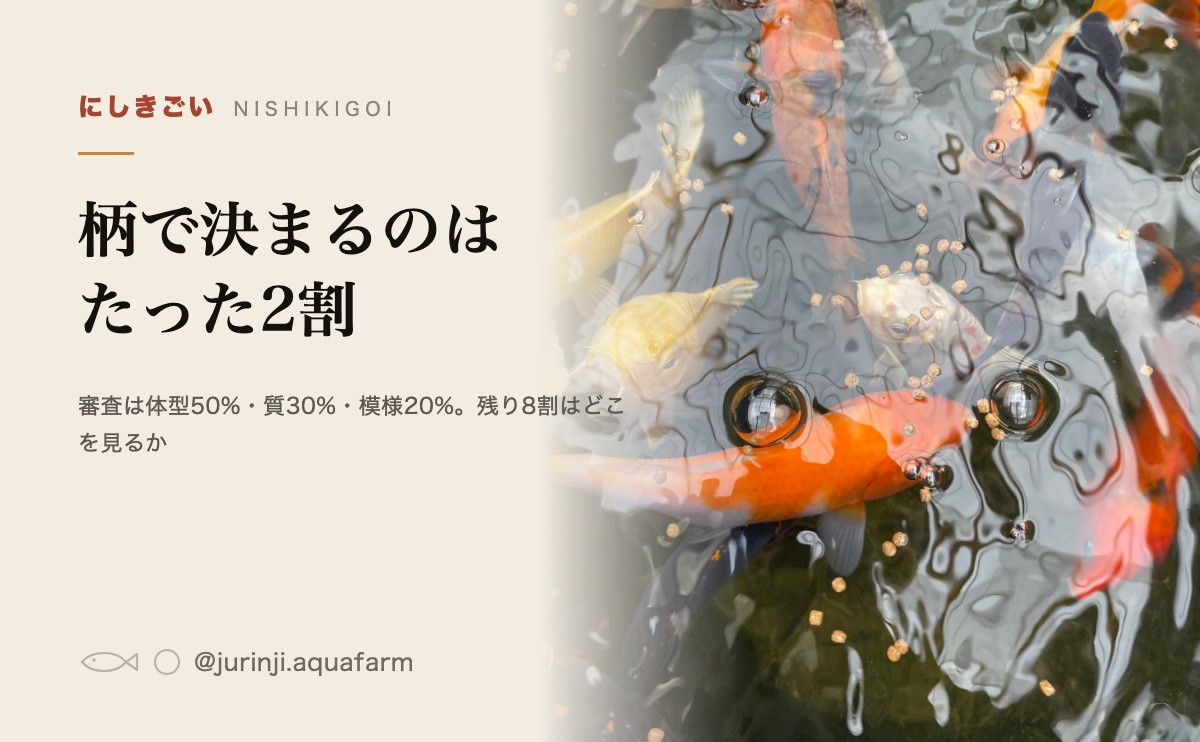 水面近くを泳ぐ錦鯉。柄がはっきり見える