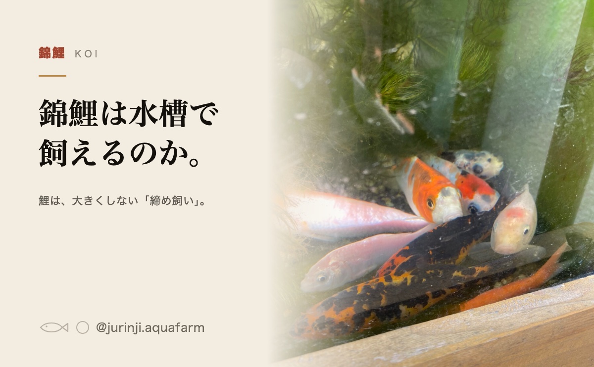 水槽の中で泳ぐ錦鯉を横から見たところ