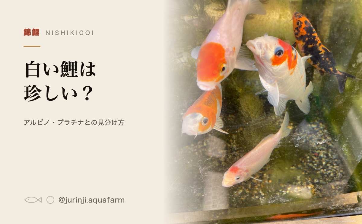 水槽のガラス越しに見た錦鯉。白い個体が混ざっている
