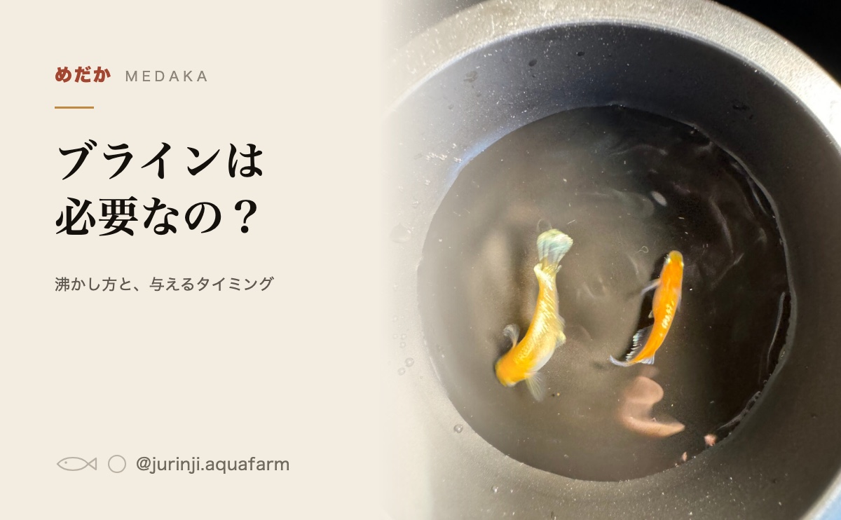 黒い容器に2匹のメダカ。餌を待っているところ