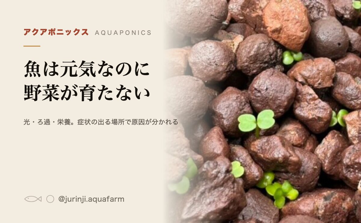アクアポニックスで野菜が育たない。魚が元気でも止まる3つの理由