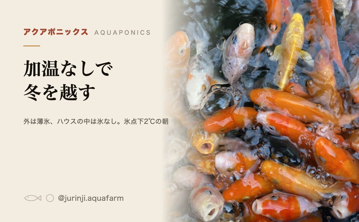 アクアポニックスの冬越し。加温なしで越冬した記録