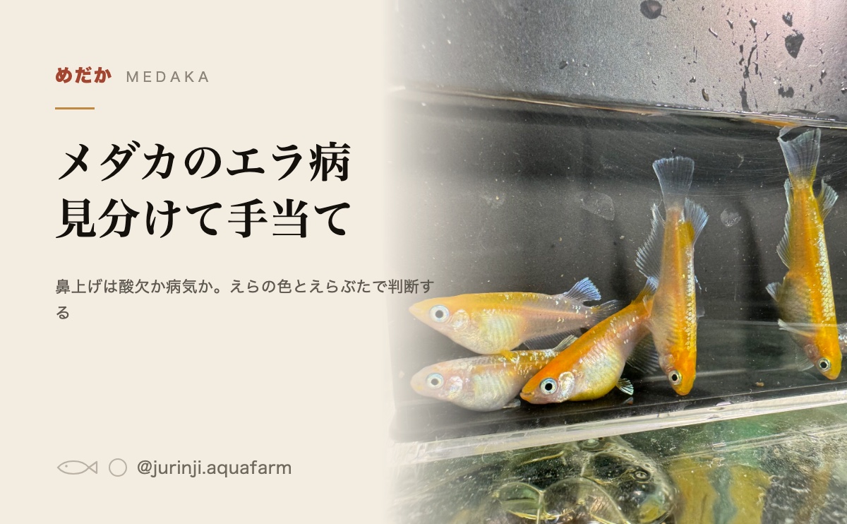 観察ケースに並んだメダカを横から見たところ。えらぶたのあたりが見える