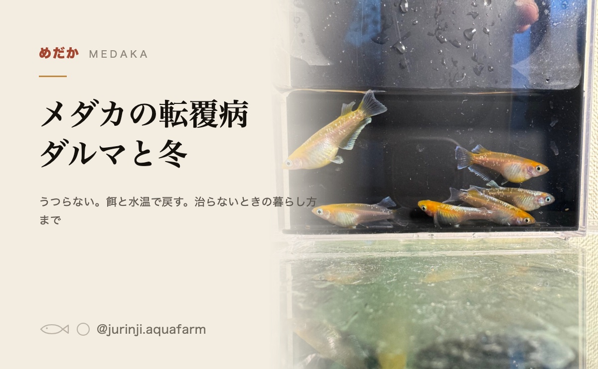 観察ケースの中で泳ぐ数匹のメダカ。姿勢と浮き沈みを横から見る
