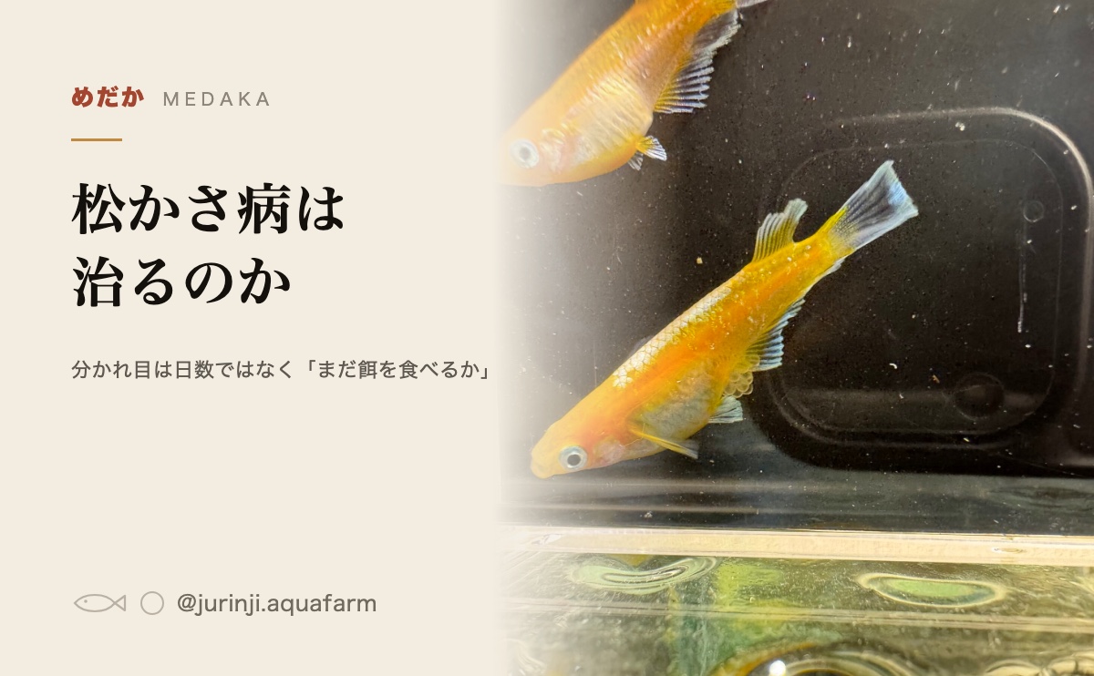 容器のふちにいるメダカを上と横から見たところ。輪郭のざらつきを確かめる