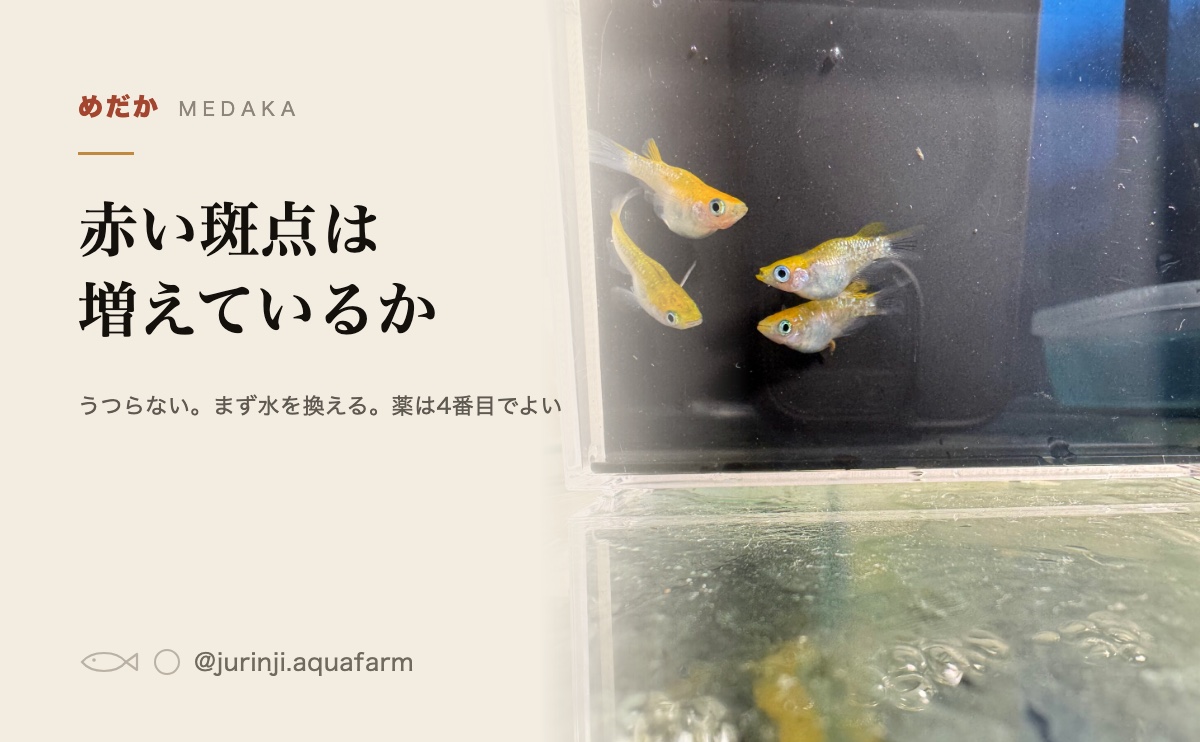 観察ケースに入れたメダカ。体の色と斑点の有無を横から確かめる