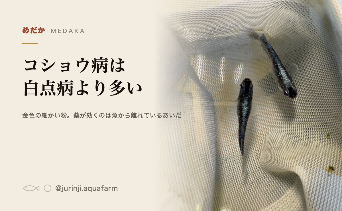 網ですくった黒いメダカ。体表に付くものを確かめるときの見方