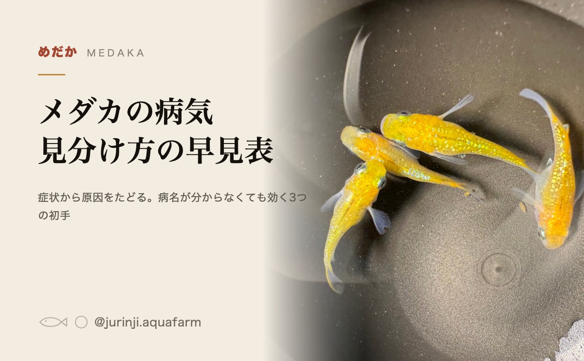 黒い容器を上から見たところ。数匹のメダカが泳いでいる