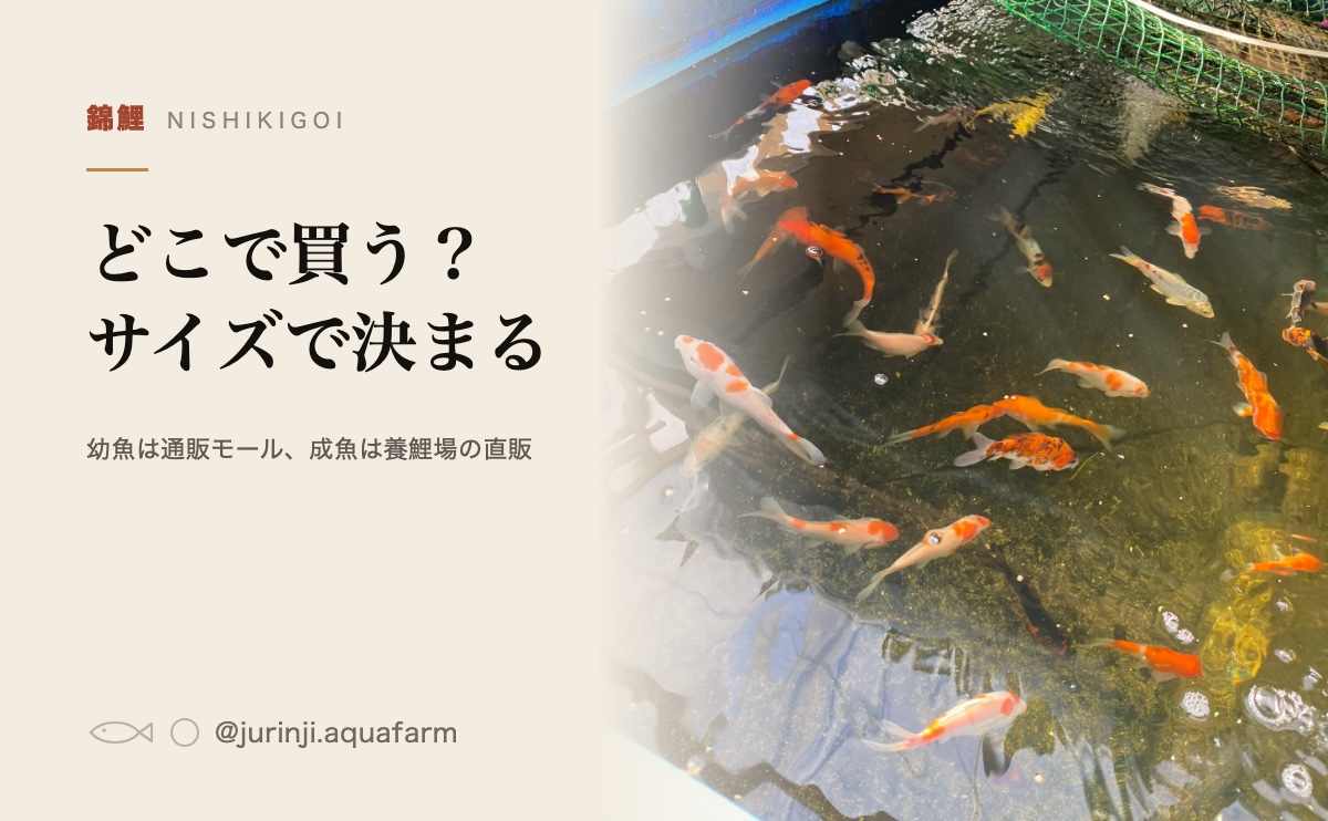 青い水槽で泳ぐ錦鯉たち
