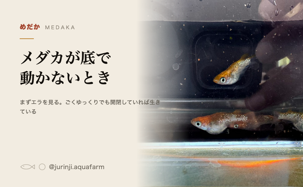 メダカが底で動かないとき。寝ているか、冬眠か、死ぬ前かを見分ける