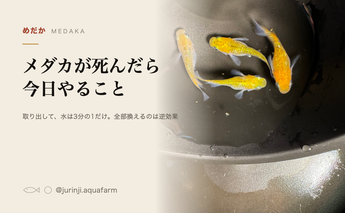メダカが死んだら今日やること。取り出して、水は3分の1だけ換える。全部換えるのは逆効果