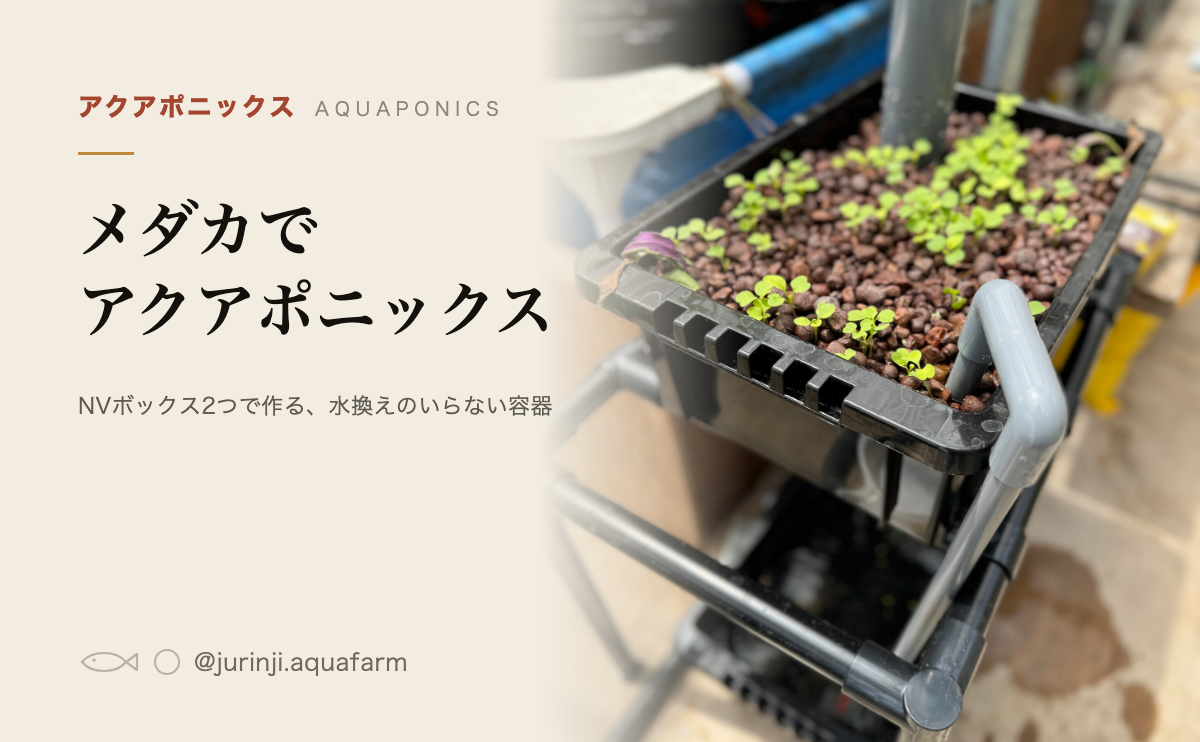 NVボックス2つで組んだメダカのアクアポニックスの全体