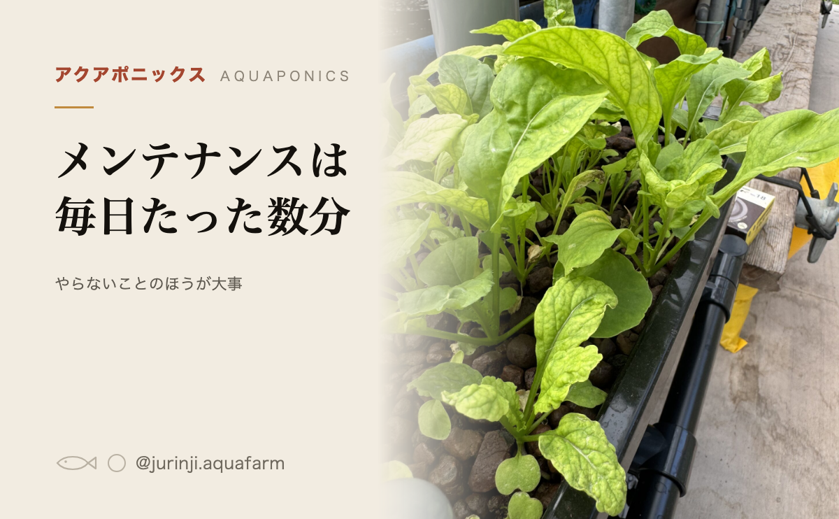 アクアポニックスのメンテナンス。よく茂った栽培槽の葉物野菜を背景に、毎日の手入れは数分と書いたアイキャッチ