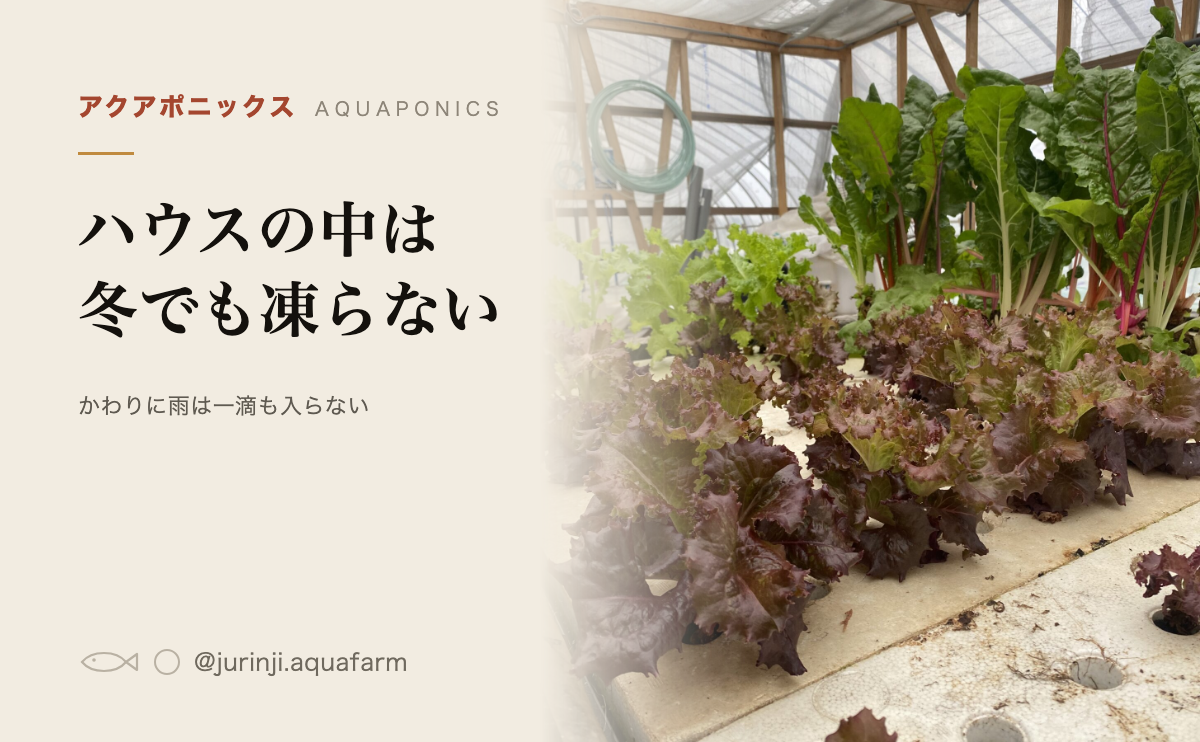 ビニールハウスの中のアクアポニックス。栽培槽のレタスを背景に、ハウスの中は冬でも凍らないと書いたアイキャッチ