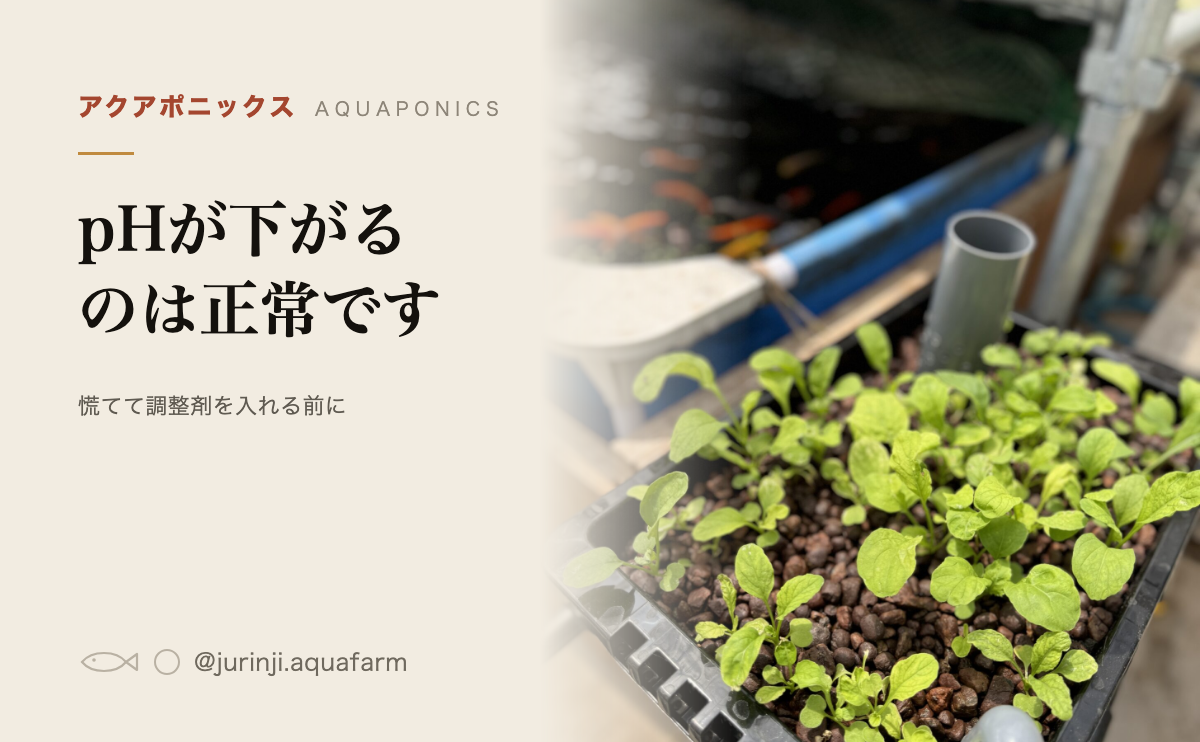 アクアポニックスのpHの記事のアイキャッチ。栽培槽の若い葉物と下の水槽の錦鯉を背景に、pHが下がるのは正常と書いてある