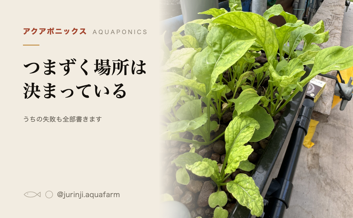 アクアポニックスの失敗例の記事のアイキャッチ。葉の色が薄いまま止まった栽培槽の葉物を背景にしている