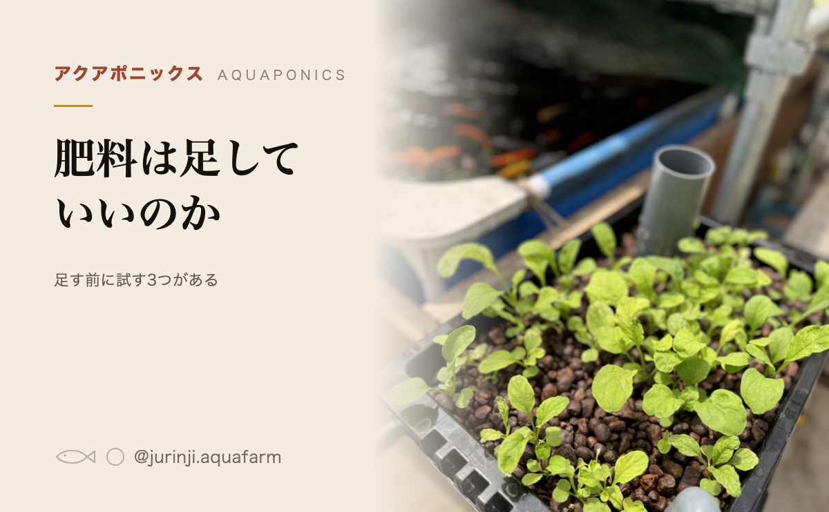 アクアポニックスの肥料の記事のアイキャッチ。栽培槽の葉物と下の水槽の魚を背景にしている