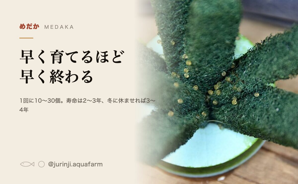 メダカは何個産んで何年生きるか。早く育てるほど早く終わる