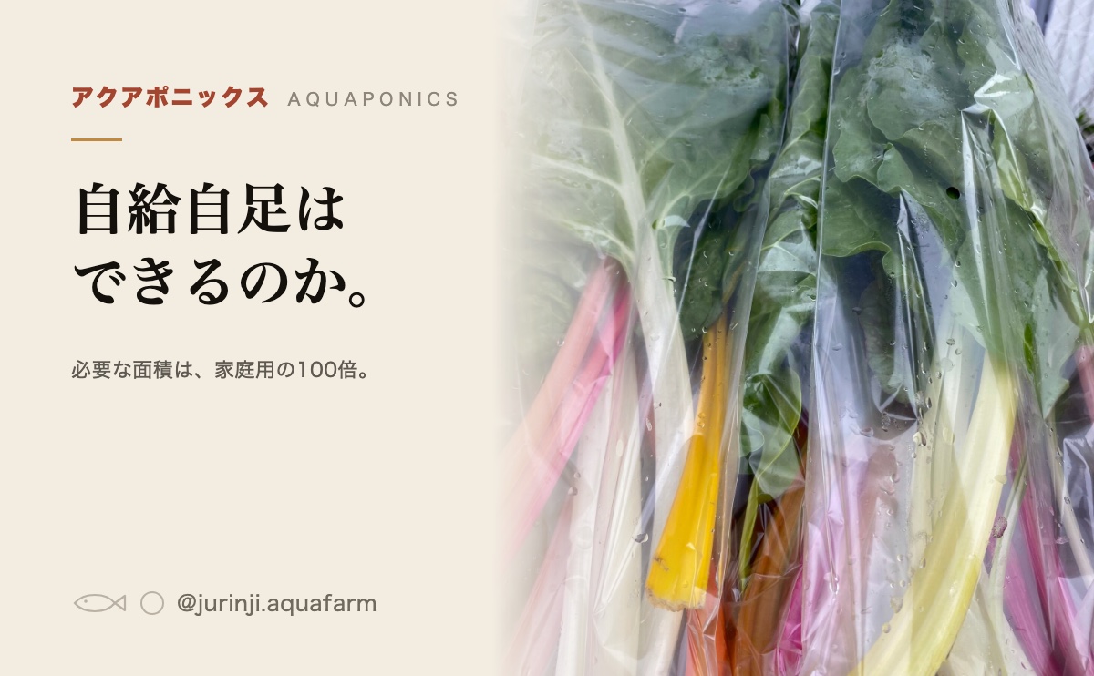 収穫して袋に詰めたスイスチャード。アクアポニックスで採れた野菜