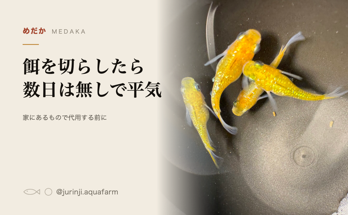 メダカの餌を切らしたら。数日は無しで平気