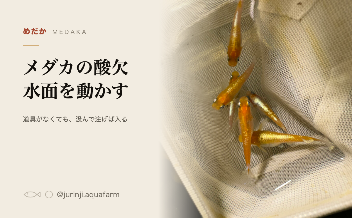 メダカの酸欠の応急処置。水面を動かせば酸素は入る