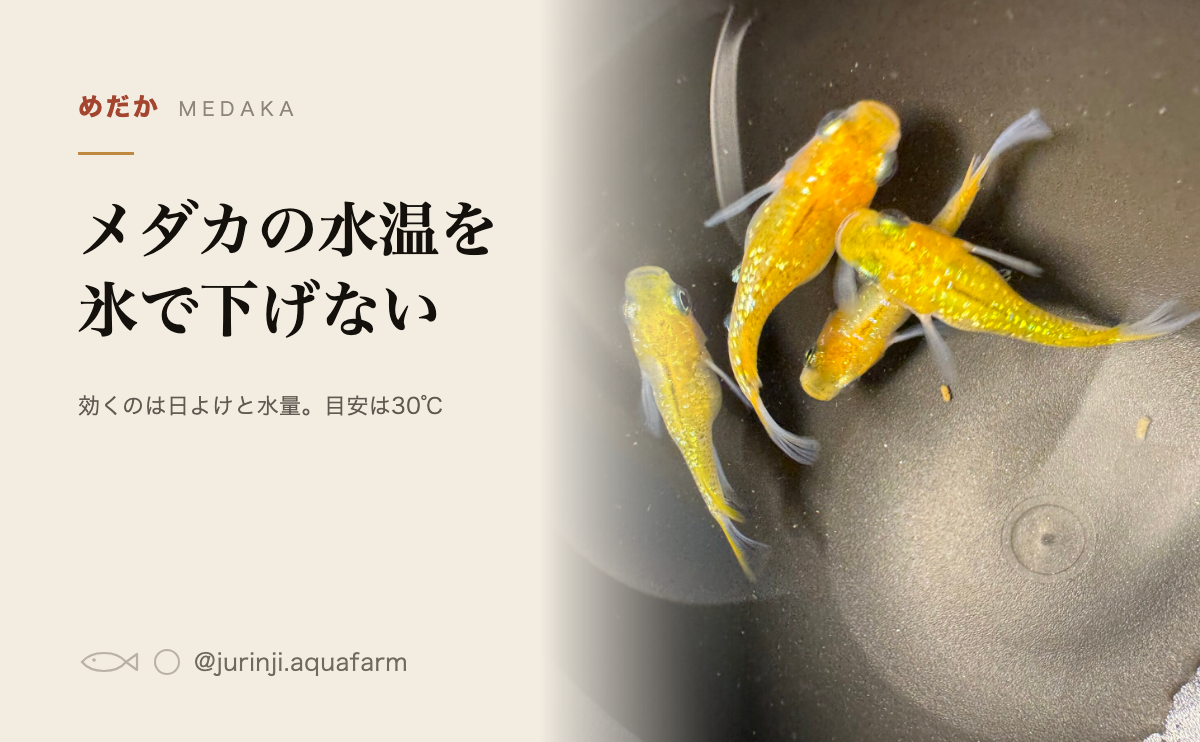 メダカの水温を氷で下げない。効くのは日よけと水量