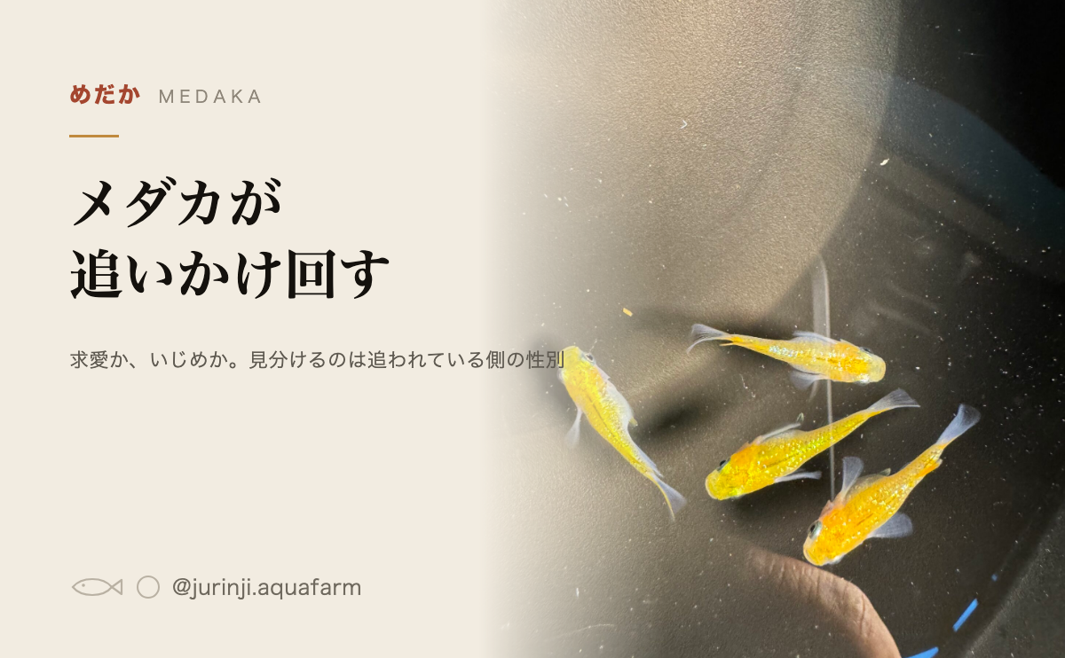 メダカが追いかけ回すのは求愛かいじめか。見分けるのは追われている側の性別