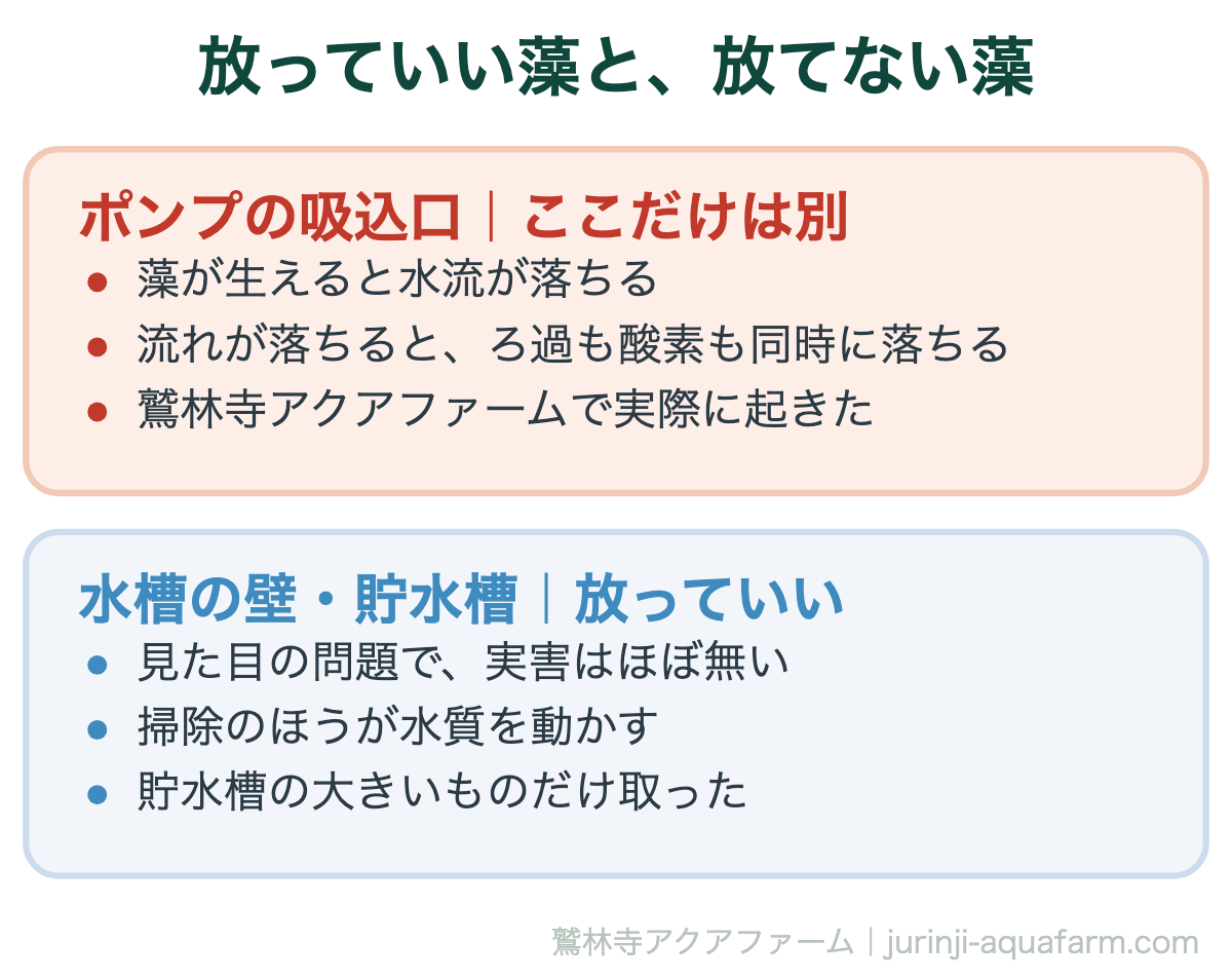 アクアポニックスの藻。水槽の壁は放っていいが、ポンプの吸込口だけは水流が落ちる