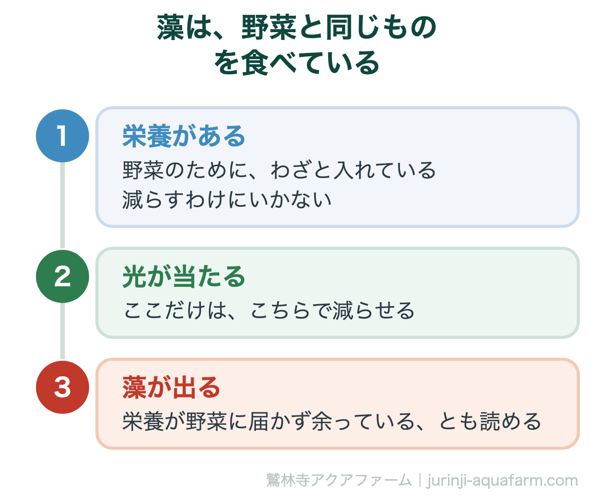 アクアポニックスで藻が出る理由。栄養と光がそろうと出る。栄養は野菜のために入れている