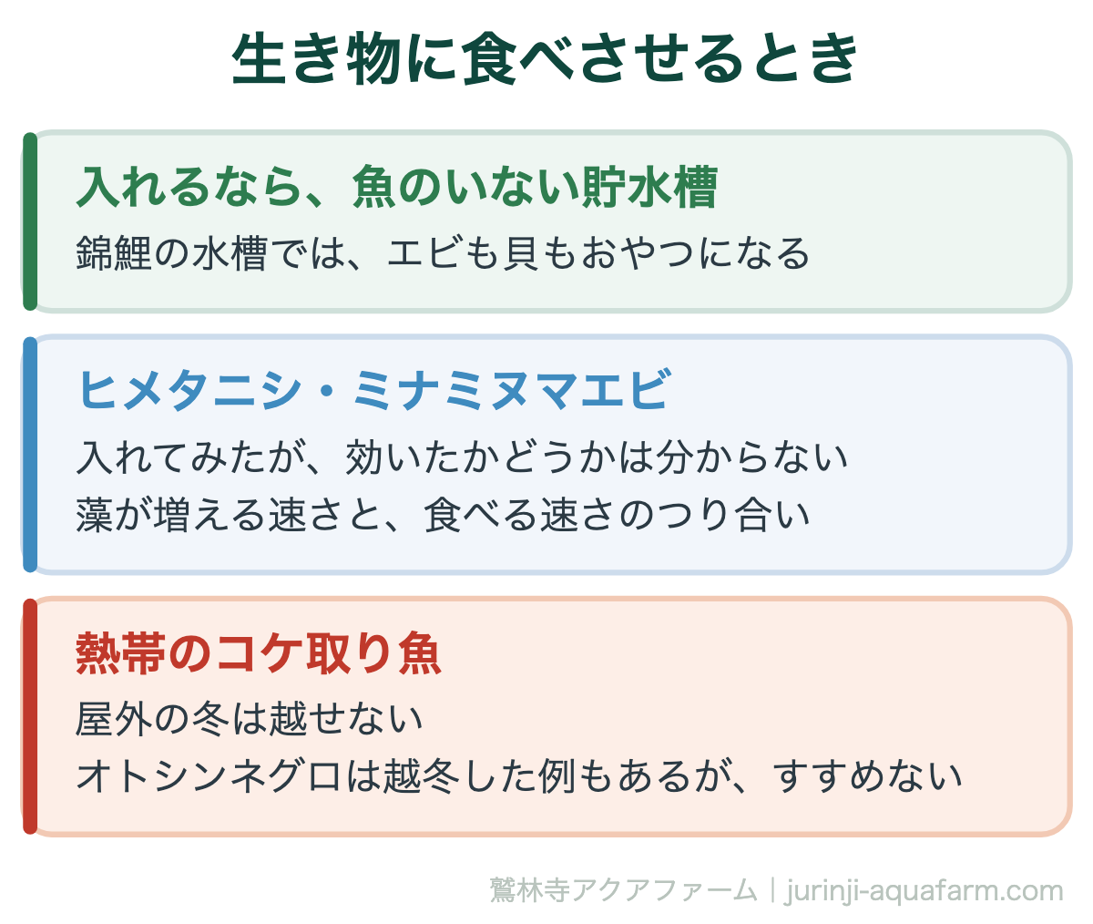 アクアポニックスの藻を生き物に食べさせるとき。錦鯉の水槽ではエビも貝も食べられてしまう