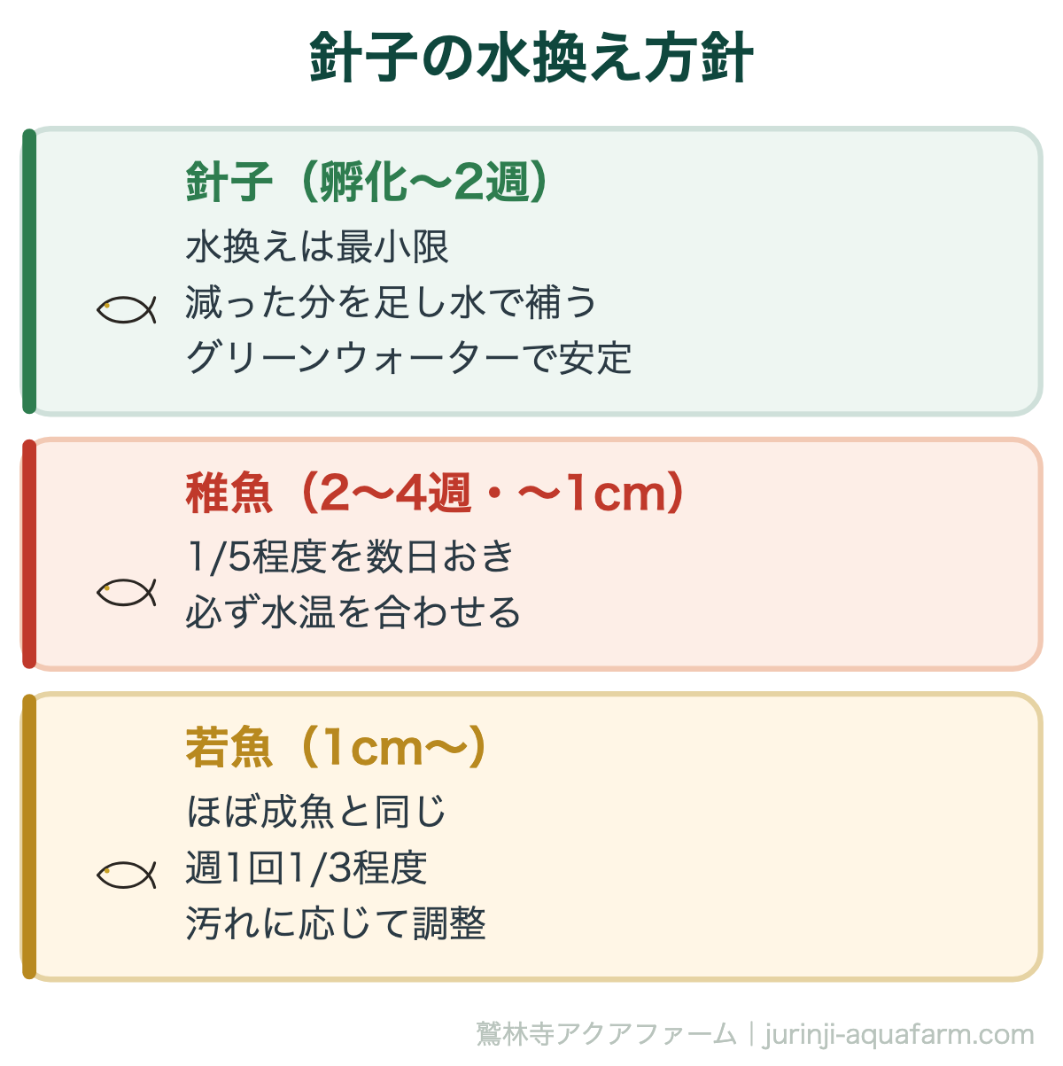 メダカ稚魚（針子）の水換え頻度と適切な管理方法｜成長段階でこう変える｜針子の水換え方針。針子の時期は水換えより「足し水」が基本。1cmを超えて泳ぎがしっかりしてきたら、少量ずつ通常の水換えに移行します