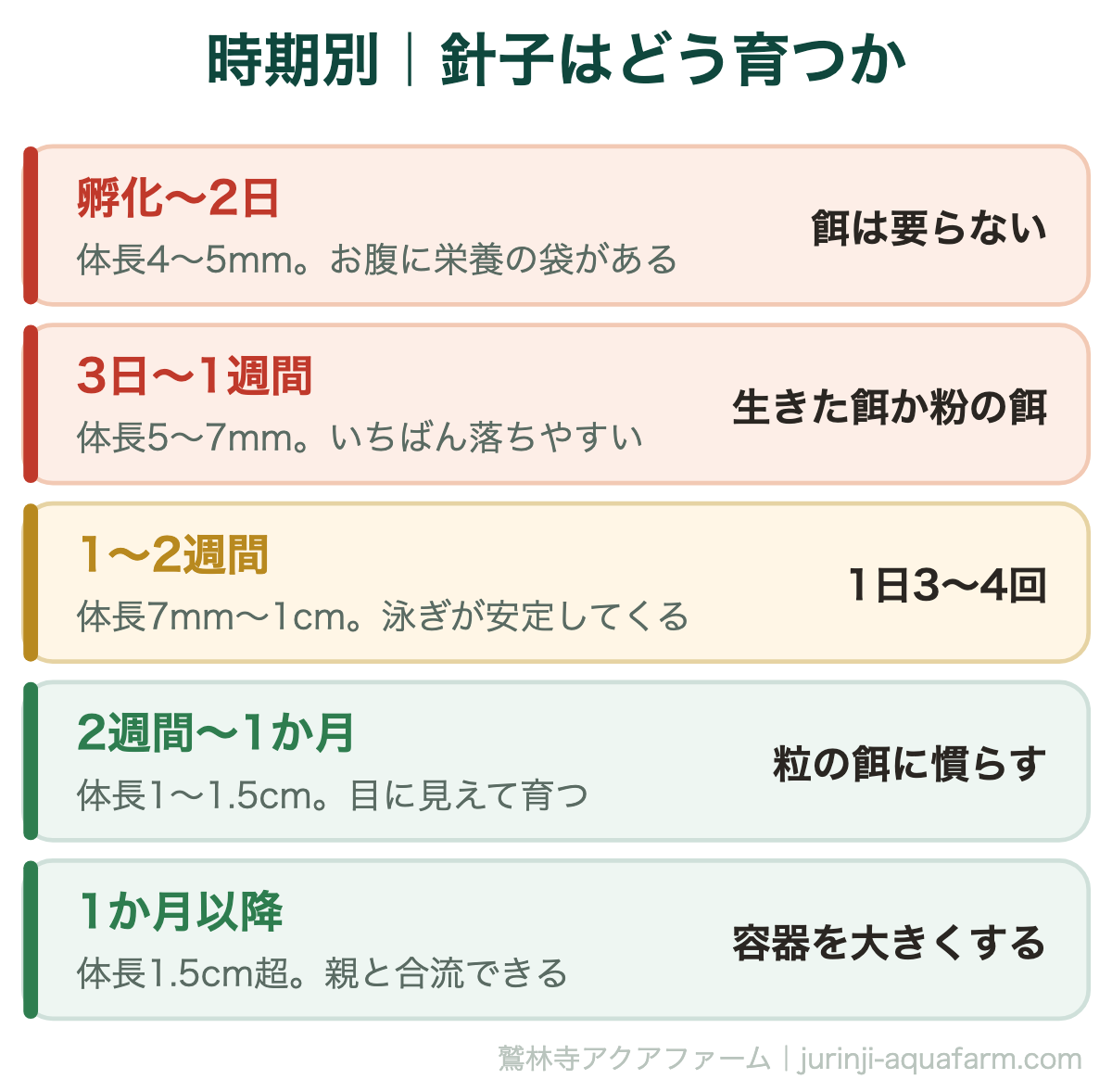 メダカの針子の育ち方。孵化直後4〜5mmから1か月で1.5cmまで
