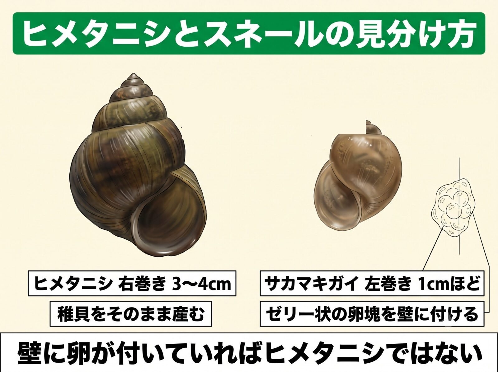 ヒメタニシとスネールの見分け方の図解。ヒメタニシは右巻き3〜4センチで稚貝をそのまま産む。サカマキガイは左巻き1センチほどでゼリー状の卵塊を壁に付ける