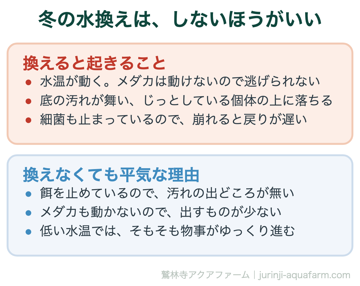 メダカの冬の水換え。換えると水温が動き底の汚れが舞う。換えなくても餌を止めていれば汚れない
