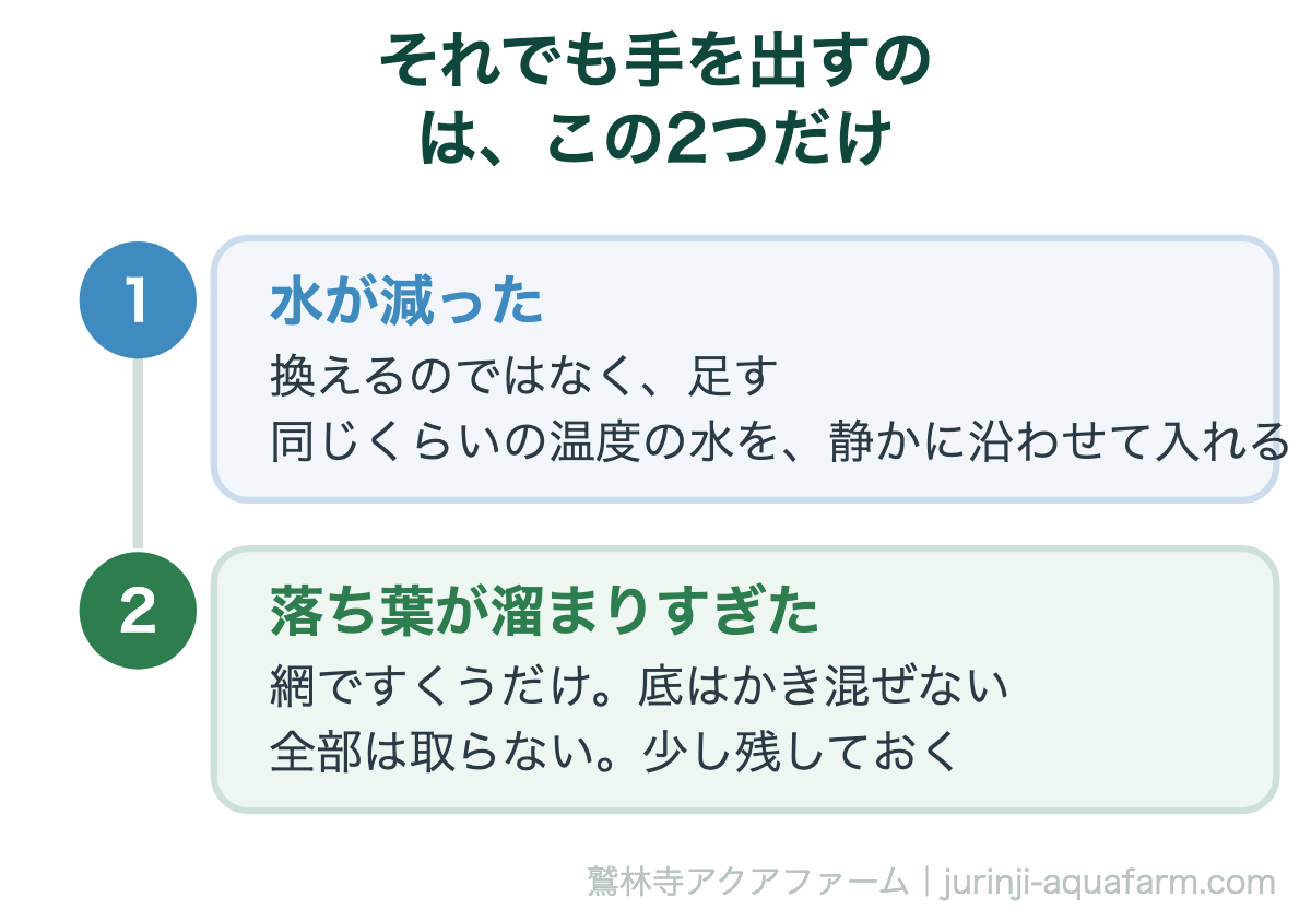 メダカの冬に手を出すのは2つだけ。水が減ったら足す、落ち葉が溜まったら取る