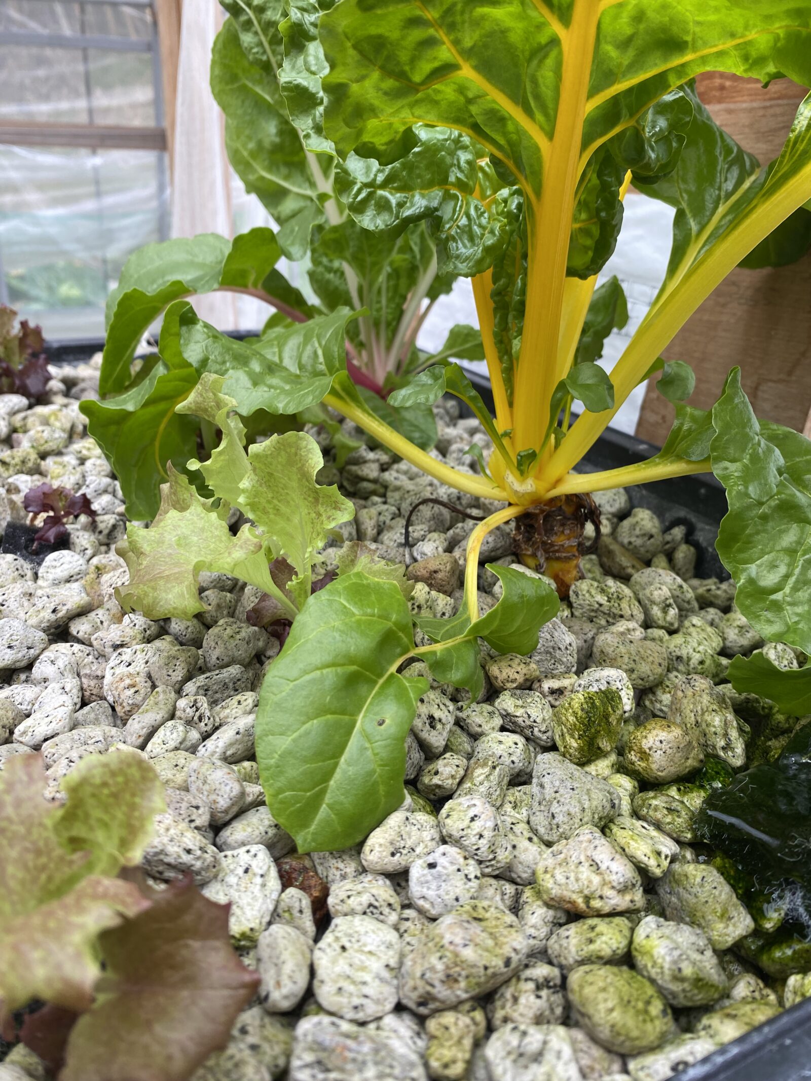 軽石を敷いた栽培槽に植わったスイスチャードとレタス。粒の大きさが分かる