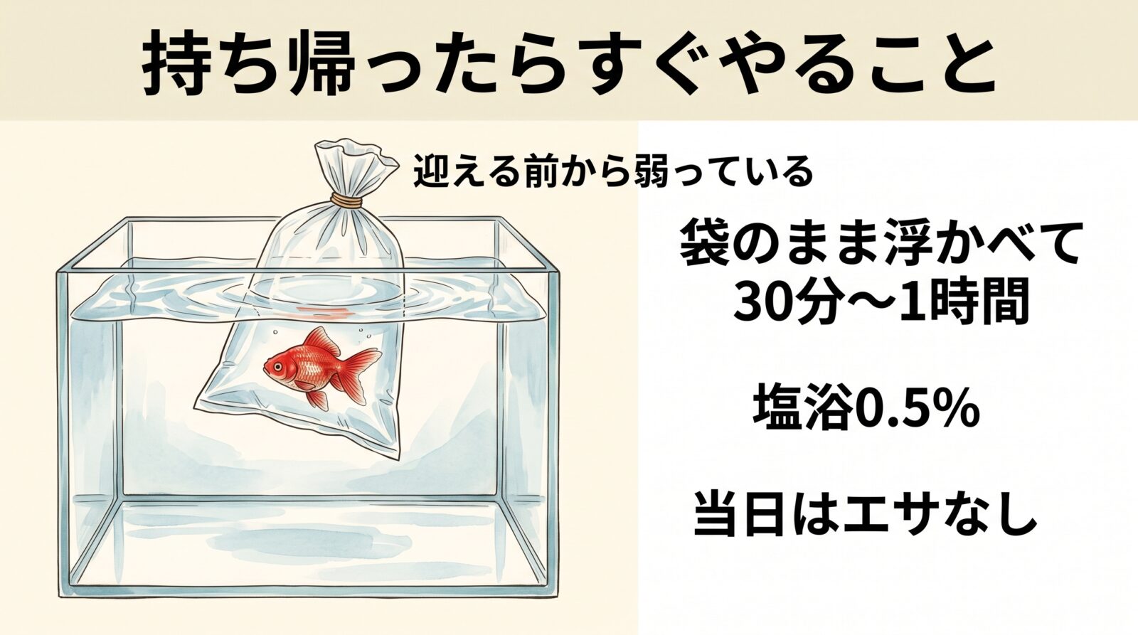 金魚すくいの金魚を持ち帰ったらすぐやることの図解イラスト。金魚は迎える前から弱っている。袋のまま水槽に浮かべて30分から1時間、水温を合わせる。その後は塩浴0.5%で休ませ、当日はエサなし