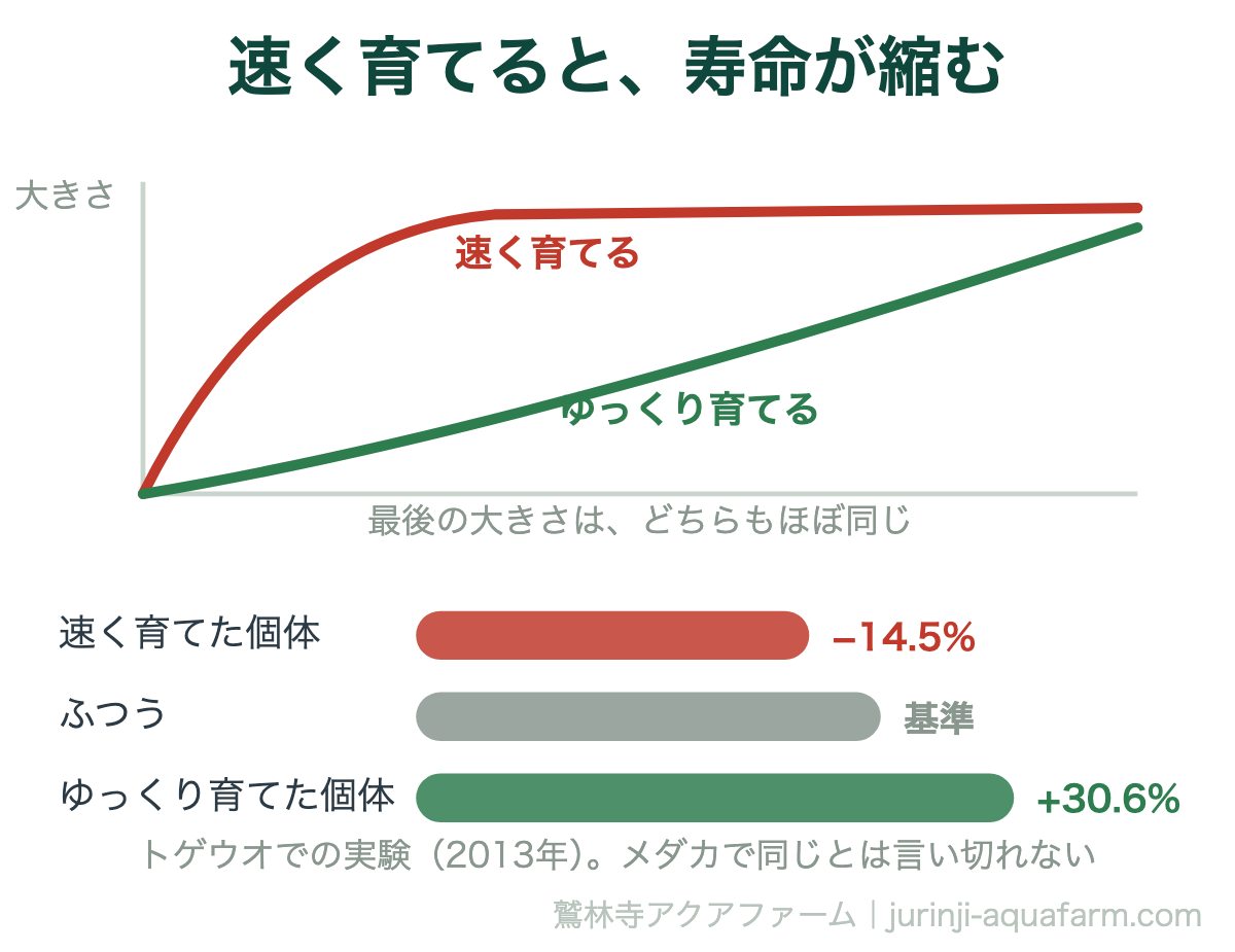 メダカを速く育てると寿命が短くなることを成長曲線と寿命の帯で示した図