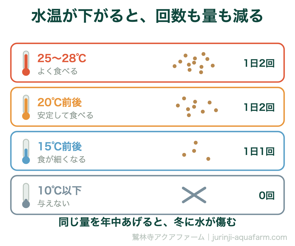 メダカの餌やりの回数と量が水温で変わることを温度計と餌の粒で示した図