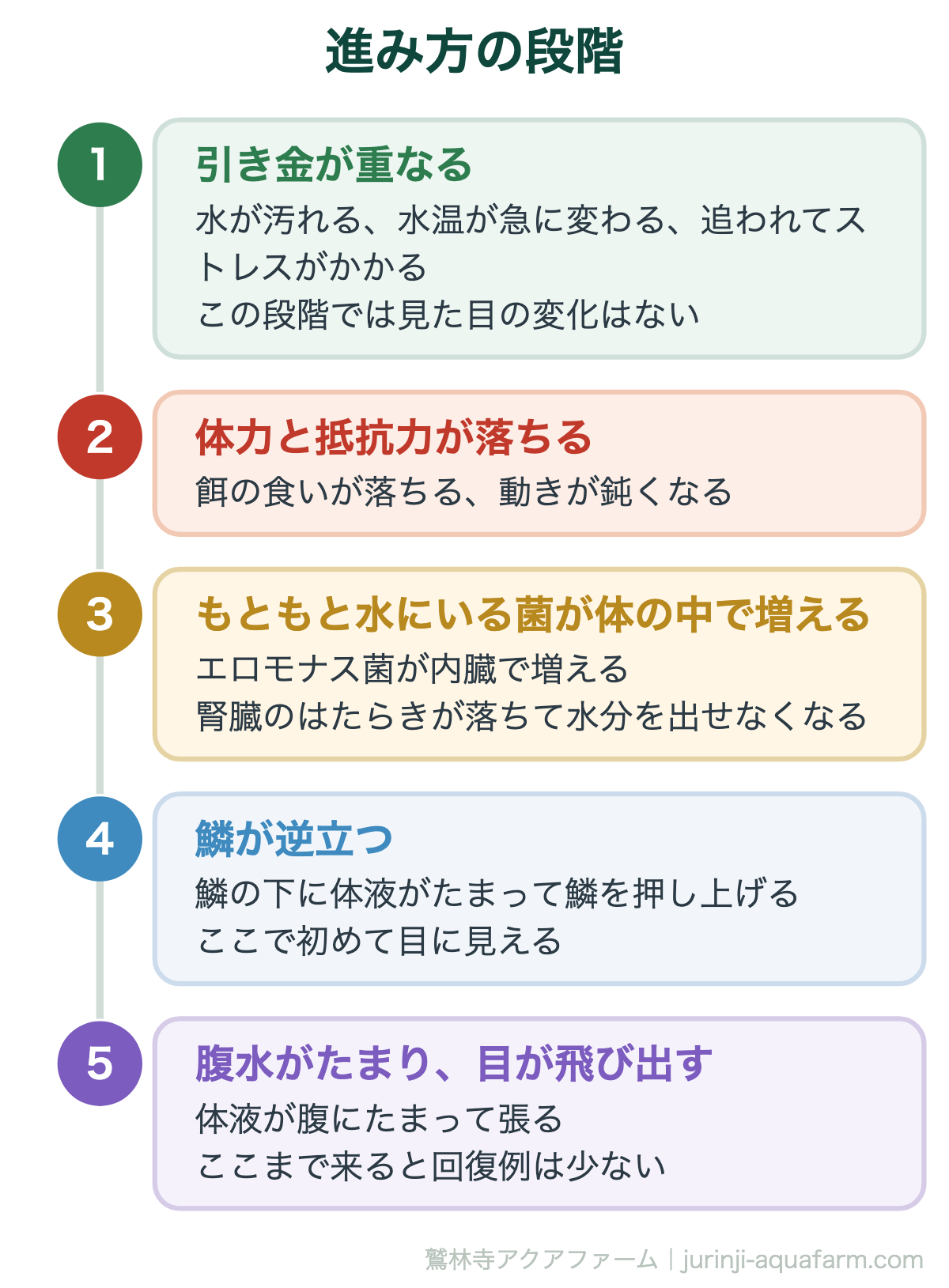 メダカの松かさ病は治る｜進み方の段階。見えるようになった時点で、体の中ではもう進んでいる。だから早さが要る