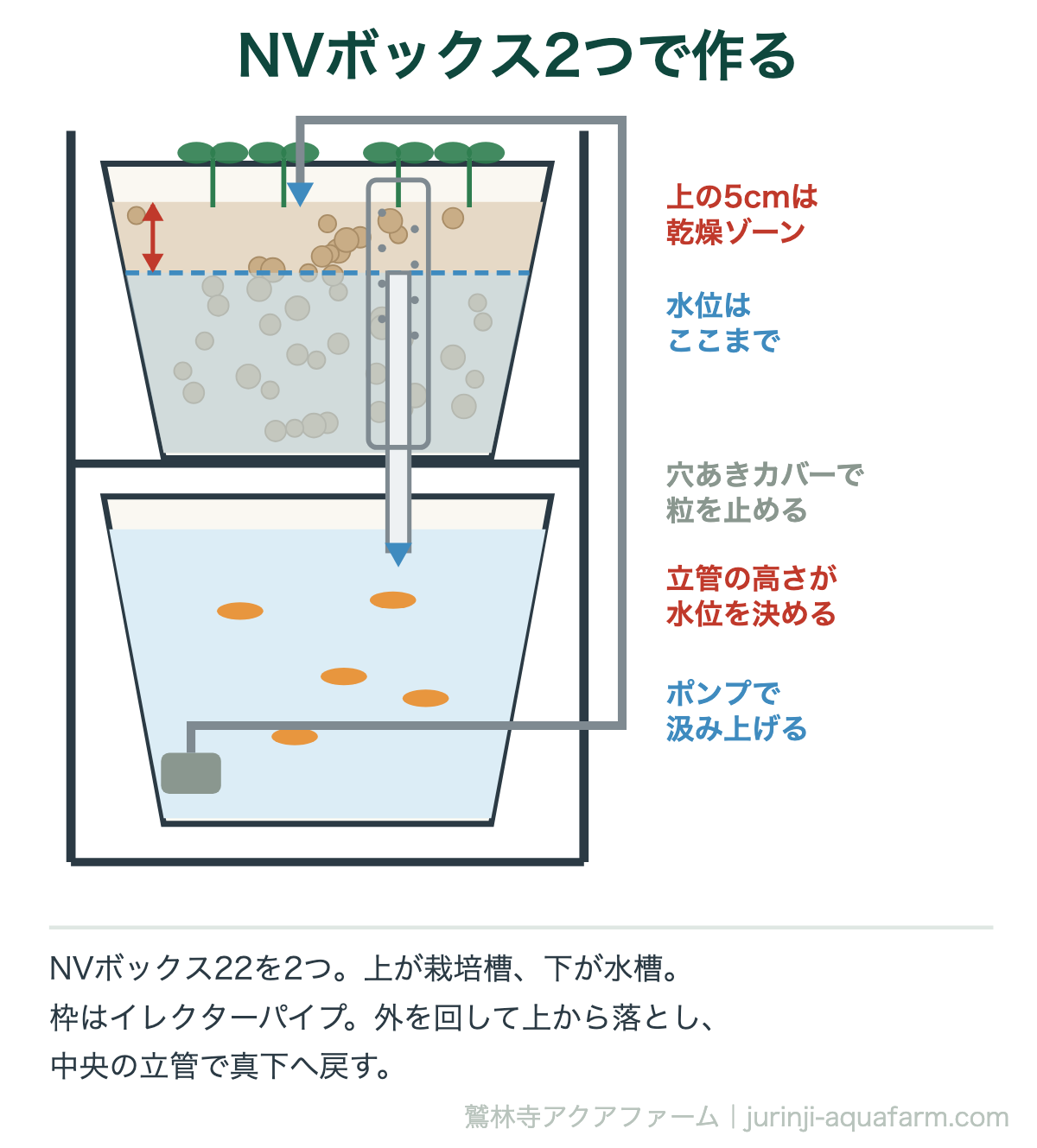 メダカのアクアポニックスの断面図。NVボックス22を2つ、上が栽培槽で下が水槽。ポンプで外を回して上から水を落とし、栽培槽の底の立管から真下に戻す。ハイドロボールの上5センチは水に浸けない乾燥ゾーン。立管の高さが水位を決める。立管には穴あきカバーをかぶせて粒を止める