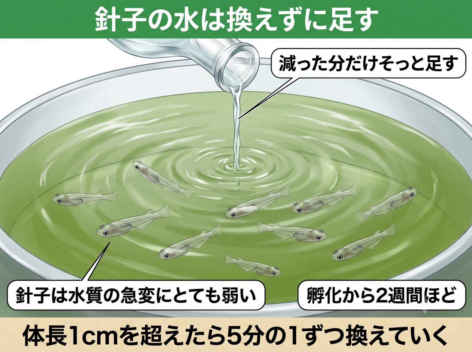 メダカの針子の水換えの図解。減った分だけそっと足し、水質の急変を避ける。体長1センチを超えたら5分の1ずつ換える