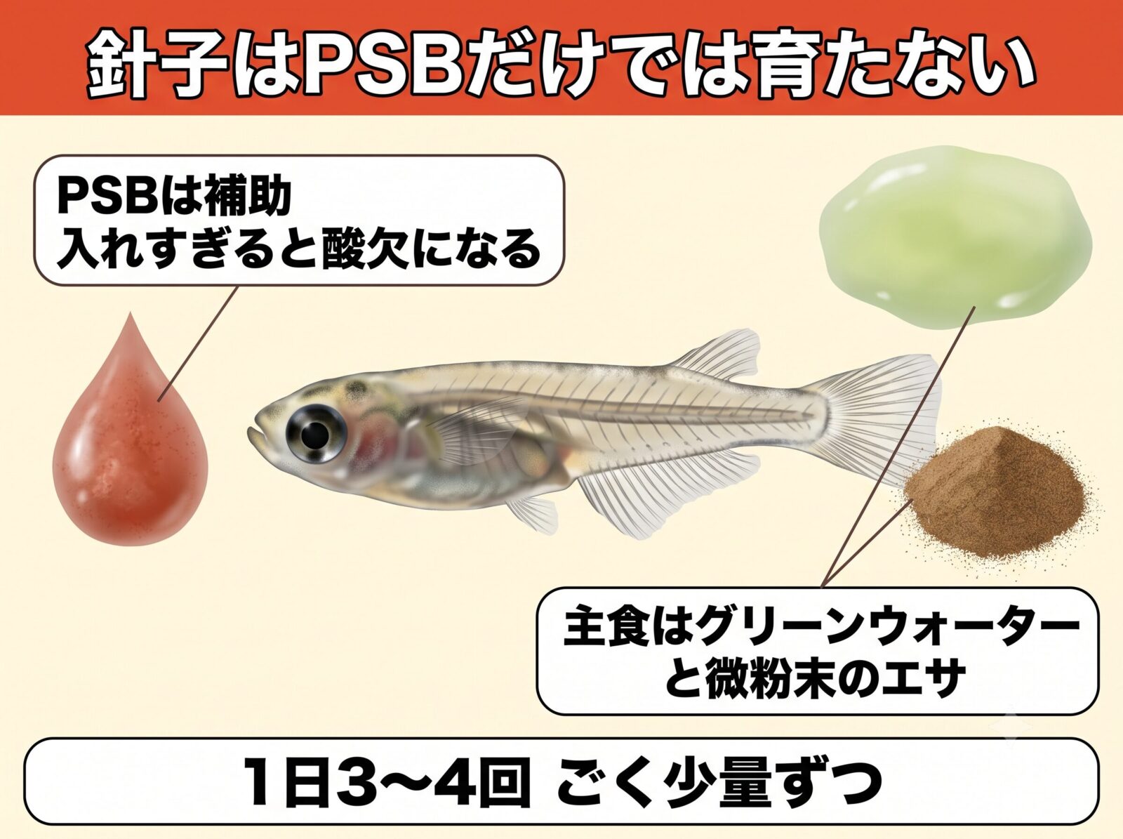 メダカの針子とPSBの図解。PSBは補助で、主食はグリーンウォーターと微粉末のエサ。入れすぎると酸欠になる