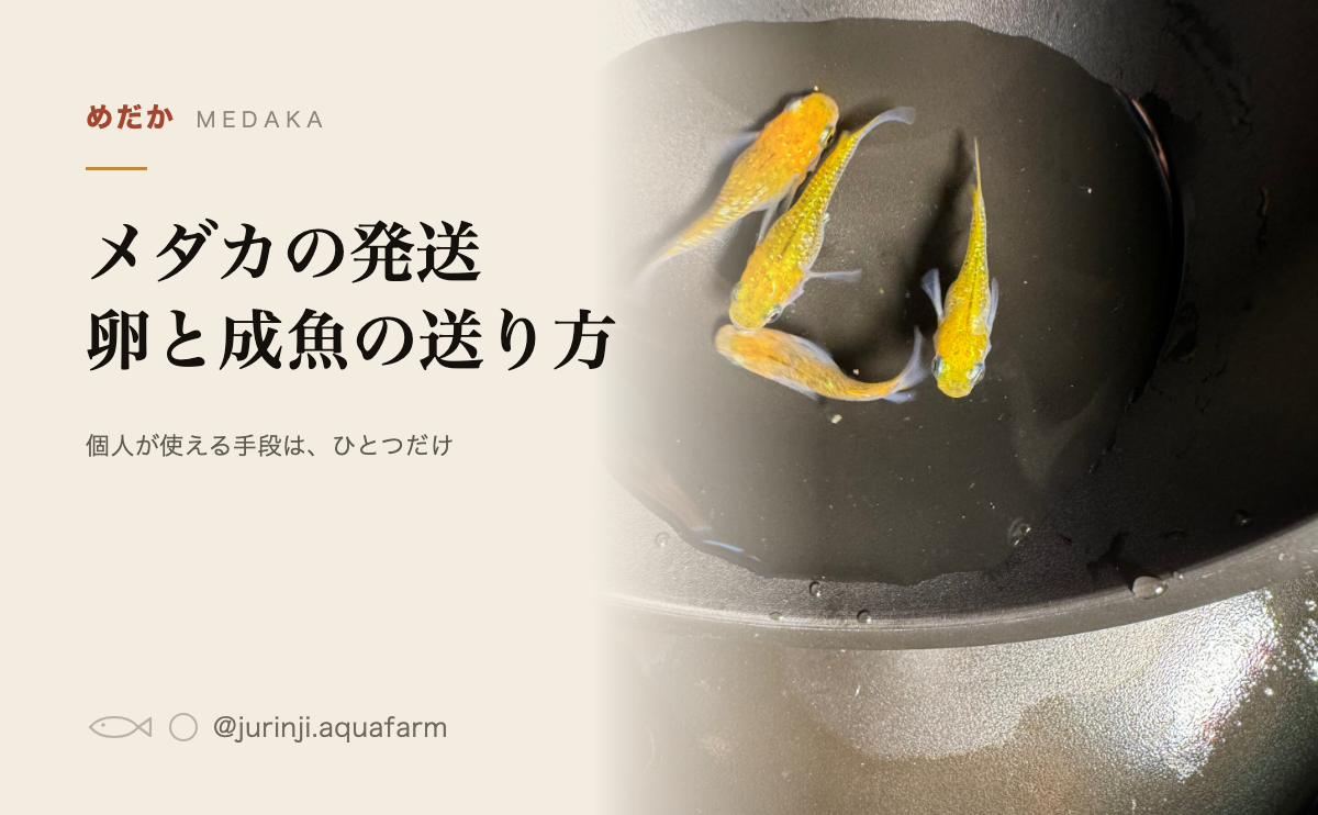 メダカの発送方法のアイキャッチ。黒い容器を泳ぐメダカの実写真