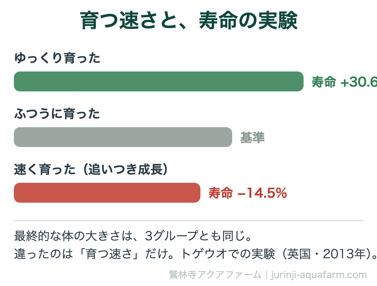 育つ速さと寿命の実験の図解。ゆっくり育った魚は寿命が30.6%延び、追いつき成長で速く育った魚は寿命が14.5%縮んだ。最終的な体の大きさは3グループとも同じで、違ったのは育つ速さだけ。トゲウオでの英国の実験（2013年）