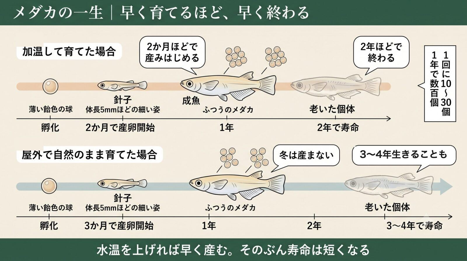 メダカの一生と産卵数・寿命。加温すると早く産みはじめ、そのぶん寿命は短くなる